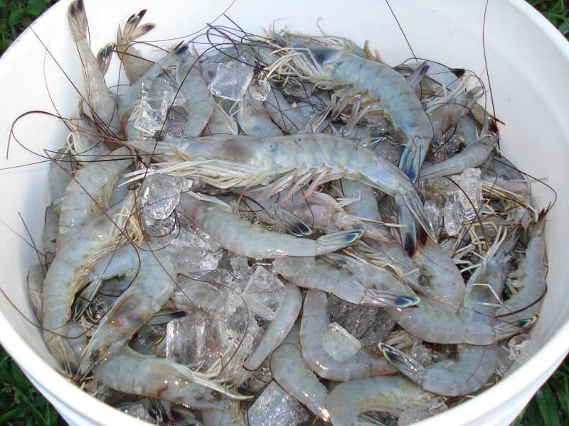 Does Fresh Shrimp Usually Have A Particular Smell Or Odor