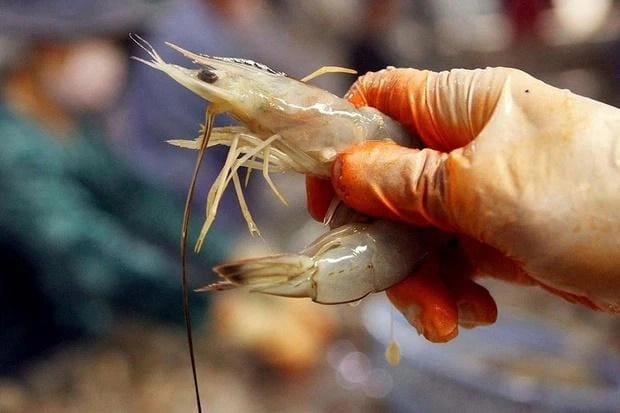 What Happens If You Eat Bad Shrimp