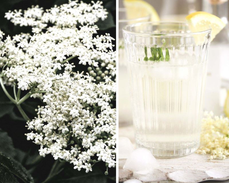 Elderflower Gin Cocktail